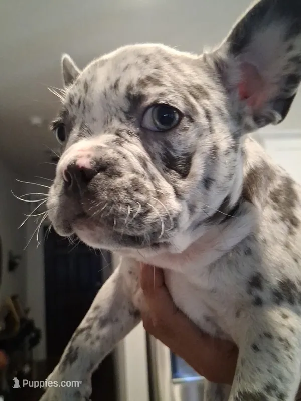 Oreo – French Bulldog puppy for sale in Converse, TX