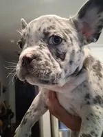 Oreo, a female French Bulldog for sale in Converse, TX – 1 of 2
