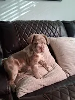 Fluffy, a male French Bulldog for sale in Converse, TX – 3 of 3