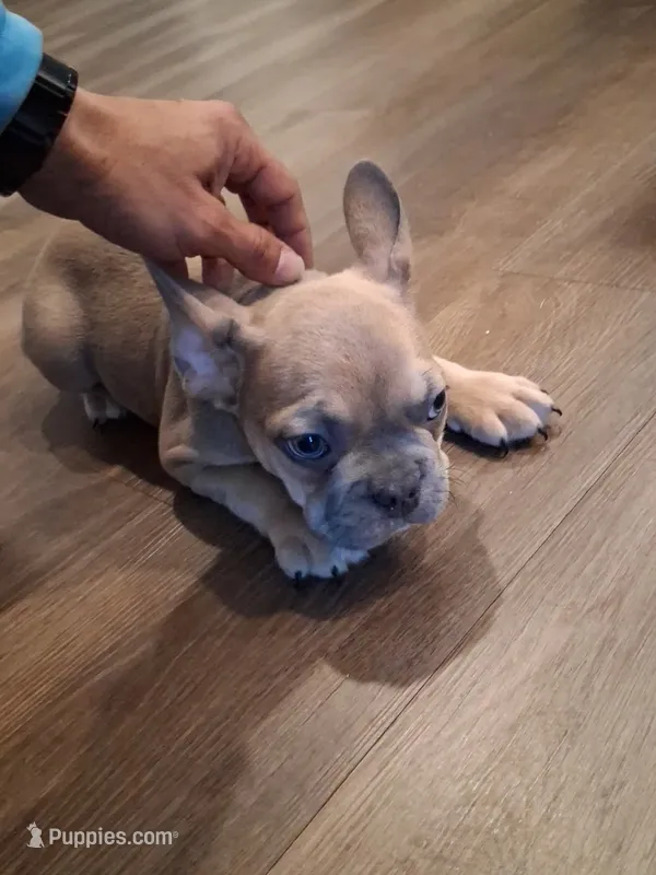 Frenchie – French Bulldog puppy for sale in Converse, TX