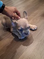 Frenchie, a male French Bulldog for sale in Converse, TX – 1 of 2