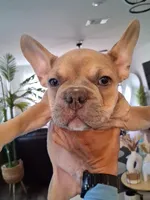 Frenchie, a male French Bulldog for sale in Converse, TX – 2 of 2