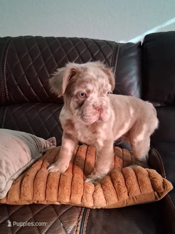 Fluffy – French Bulldog puppy for sale in Converse, TX
