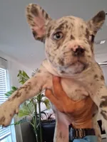 Oreo, a female French Bulldog for sale in Converse, TX – 2 of 2