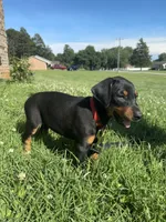 Nala, a female Doberman Pinscher for sale in Conover, NC – 4 of 5