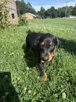 Nala, a female Doberman Pinscher for sale in Conover, NC – 5 of 5