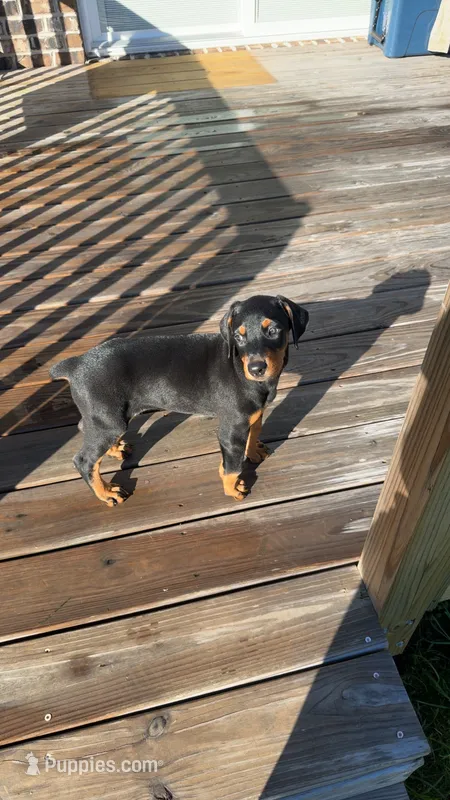 Nala – Doberman Pinscher puppy for sale in Conover, NC