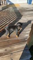 Nala, a female Doberman Pinscher for sale in Conover, NC – 1 of 5