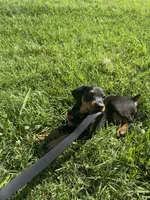 Nala, a female Doberman Pinscher for sale in Conover, NC – 3 of 5