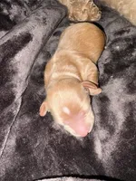 Boy 2 , a male Poodle - Miniature  and Miniature Dachshund for sale in Winchester, VA – 1 of 2