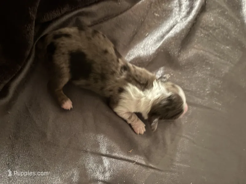 Boy 1  – Poodle - Miniature , Miniature Dachshund puppy for sale in Winchester, VA