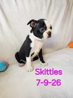 Skittles, a female Boston Terrier for sale in Strasburg, OH – 5 of 6