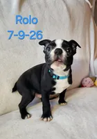 Rolo, a male Boston Terrier for sale in Strasburg, OH – 3 of 7