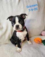 Snickers, a male Boston Terrier for sale in Strasburg, OH – 4 of 7