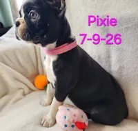 PIXIE----AKC, a female Boston Terrier for sale in Strasburg, OH – 3 of 7