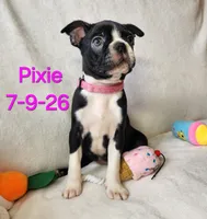 PIXIE----AKC, a female Boston Terrier for sale in Strasburg, OH – 7 of 7