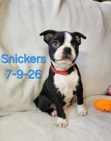 Snickers, a male Boston Terrier for sale in Strasburg, OH – 1 of 7
