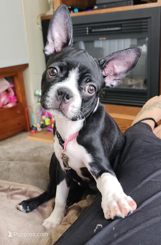 PIXIE----AKC – Boston Terrier puppy for sale in Strasburg, OH