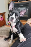 PIXIE----AKC, a female Boston Terrier for sale in Strasburg, OH – 1 of 5