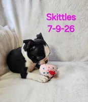 Skittles, a female Boston Terrier for sale in Strasburg, OH – 2 of 6