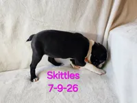 Skittles, a female Boston Terrier for sale in Strasburg, OH – 6 of 6
