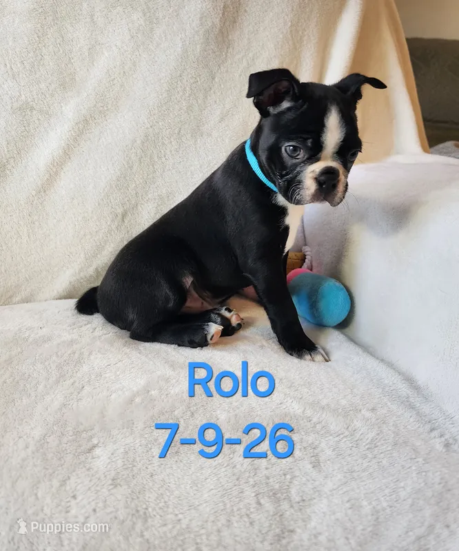 Rolo – Boston Terrier puppy for sale in Strasburg, OH