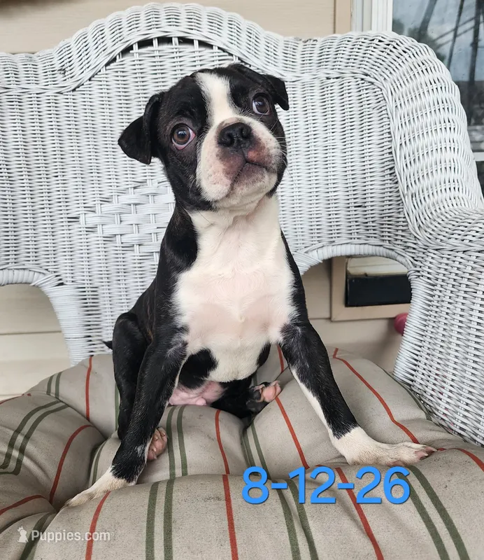 Snickers---AKC – Boston Terrier puppy for sale in Strasburg, OH