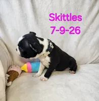 Skittles, a female Boston Terrier for sale in Strasburg, OH – 3 of 6