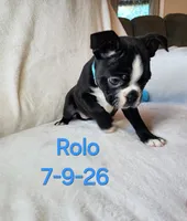 Rolo, a male Boston Terrier for sale in Strasburg, OH – 5 of 7