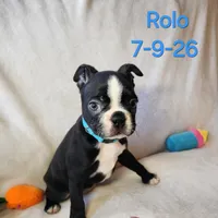 Rolo, a male Boston Terrier for sale in Strasburg, OH – 7 of 7
