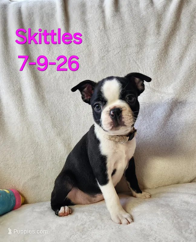 Skittles – Boston Terrier puppy for sale in Strasburg, OH