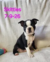 Skittles, a female Boston Terrier for sale in Strasburg, OH – 1 of 6