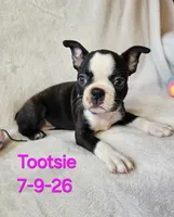 Tootsie, a female Boston Terrier for sale in Strasburg, OH – 2 of 6