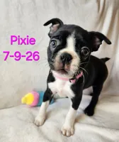 PIXIE----AKC, a female Boston Terrier for sale in Strasburg, OH – 2 of 7
