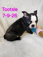 Tootsie, a female Boston Terrier for sale in Strasburg, OH – 5 of 6