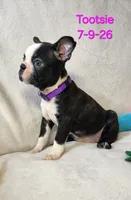 Tootsie, a female Boston Terrier for sale in Strasburg, OH – 1 of 6