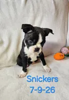 Snickers, a male Boston Terrier for sale in Strasburg, OH – 3 of 7