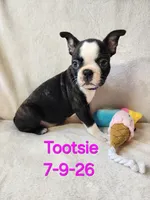 Tootsie, a female Boston Terrier for sale in Strasburg, OH – 6 of 6