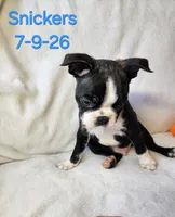 Snickers, a male Boston Terrier for sale in Strasburg, OH – 7 of 7