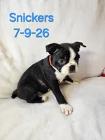 Snickers, a male Boston Terrier for sale in Strasburg, OH – 6 of 7