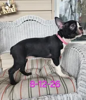 PIXIE----AKC, a female Boston Terrier for sale in Strasburg, OH – 3 of 5