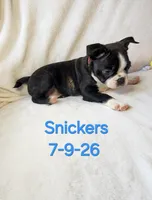 Snickers, a male Boston Terrier for sale in Strasburg, OH – 5 of 7