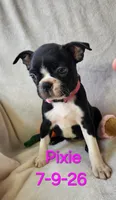 PIXIE----AKC, a female Boston Terrier for sale in Strasburg, OH – 1 of 7