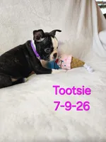 Tootsie, a female Boston Terrier for sale in Strasburg, OH – 4 of 6