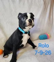 Rolo, a male Boston Terrier for sale in Strasburg, OH – 4 of 7