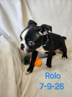 Rolo, a male Boston Terrier for sale in Strasburg, OH – 6 of 7