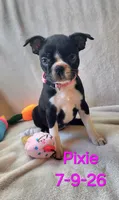 PIXIE----AKC, a female Boston Terrier for sale in Strasburg, OH – 6 of 7
