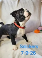 Snickers, a male Boston Terrier for sale in Strasburg, OH – 2 of 7