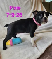 PIXIE----AKC, a female Boston Terrier for sale in Strasburg, OH – 5 of 7
