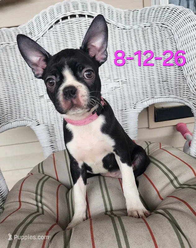 PIXIE----AKC – Boston Terrier puppy for sale in Strasburg, OH